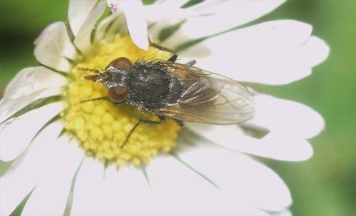 Pollenia sp.
